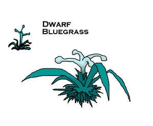 DwarfBluegrass 00.png