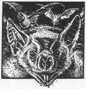 Vampire bat WD 73.jpg