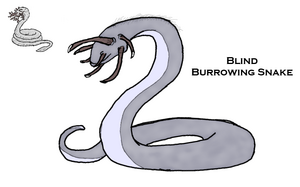 BlindBurrowing 00.png